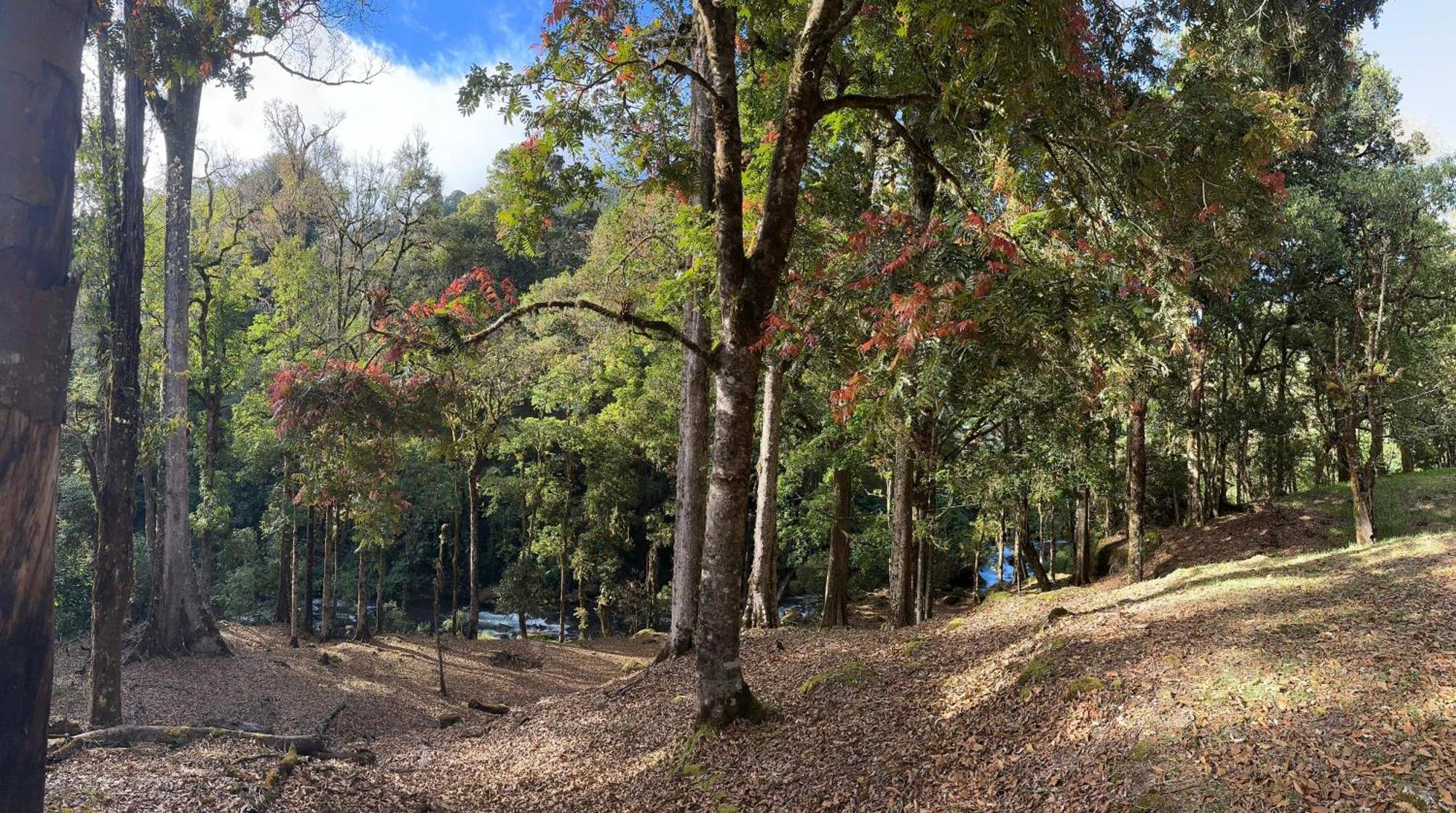 Entre Arboles Lodge 圣赫拉多德多塔 外观 照片