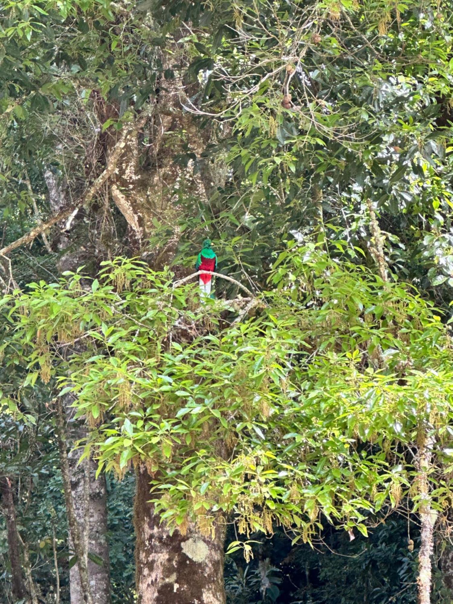 Entre Arboles Lodge 圣赫拉多德多塔 外观 照片