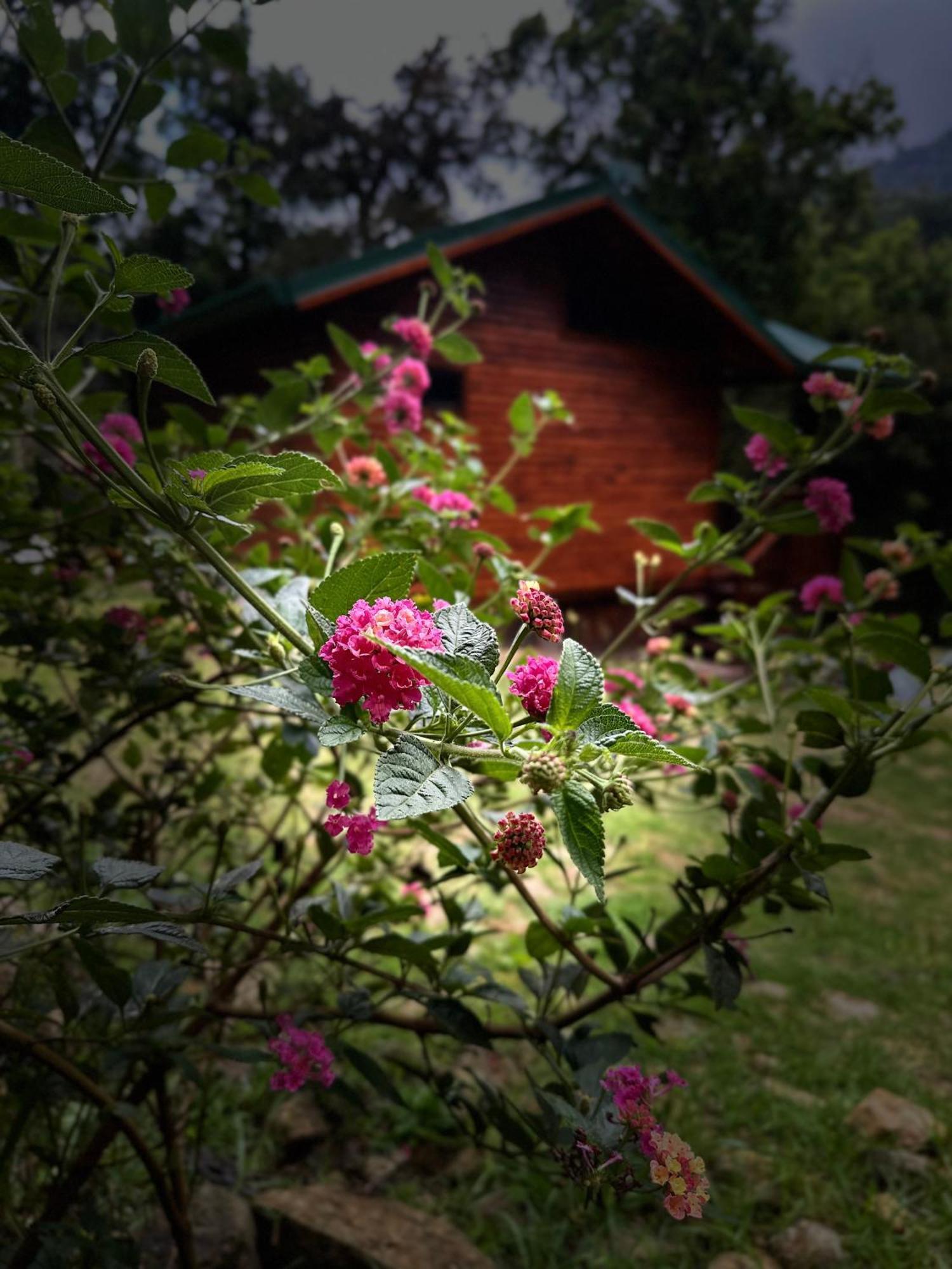 Entre Arboles Lodge 圣赫拉多德多塔 外观 照片
